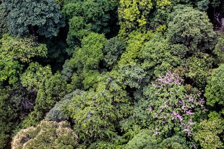 Aerial view of the forestの写真素材