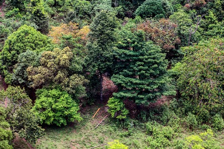 Aerial view of the forestの写真素材