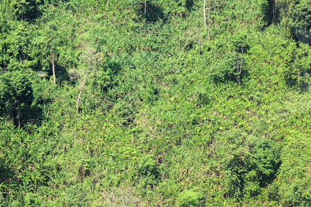 Aerial view of the forestの写真素材