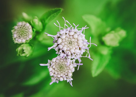 Beautiful spring colorsの写真素材