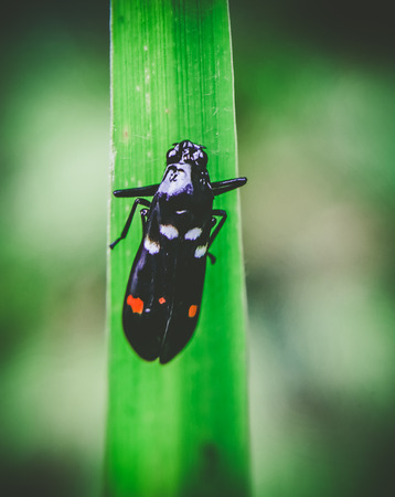 fresh morning dewの写真素材