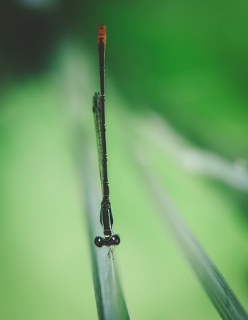 fresh morning dew and dragonflyの写真素材