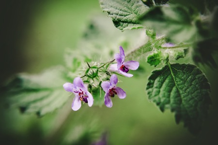 Beautiful spring colorsの写真素材