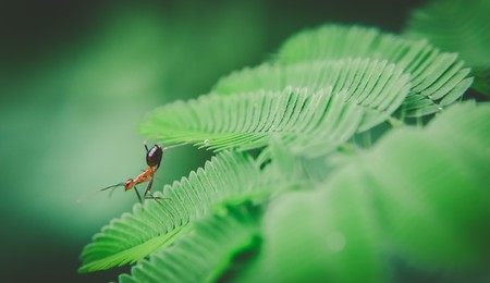 red ant green leafの写真素材