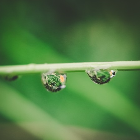 fresh morning dewの写真素材