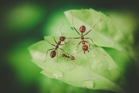 red ant on leafの写真素材