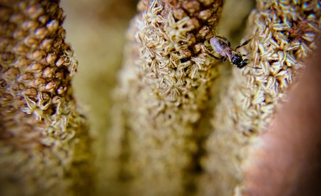 Bee are covered in yellow pollen as are it's legs