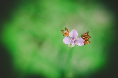 fresh morning dewの写真素材