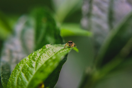 spider on leafの写真素材