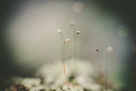 Bark and mossの写真素材