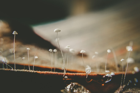 mushroom in the forestの写真素材