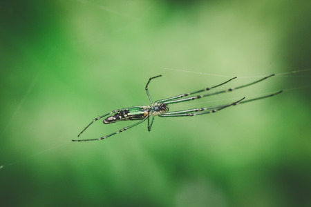 spider on webの写真素材