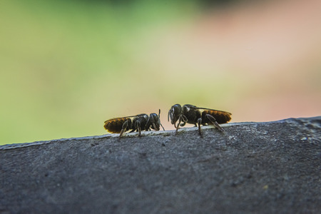 bees closeupの写真素材