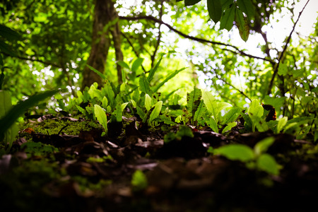 green leaf looking upの写真素材