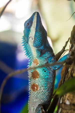 Chameleon on the treeの写真素材