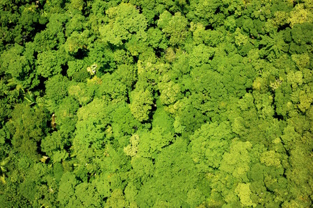 Aerial view of the forestの写真素材