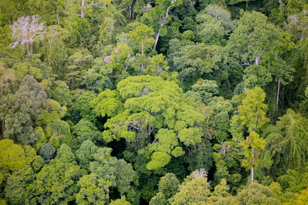 Aerial view of the forest