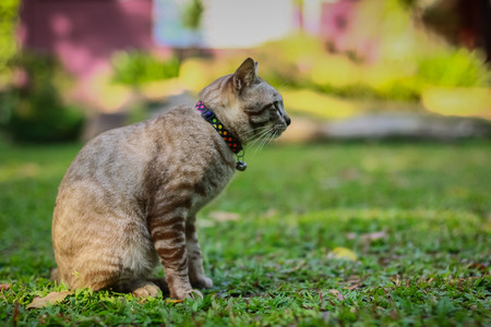 grey male cat sits in the grassの写真素材