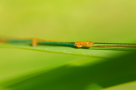 Leaf Insect