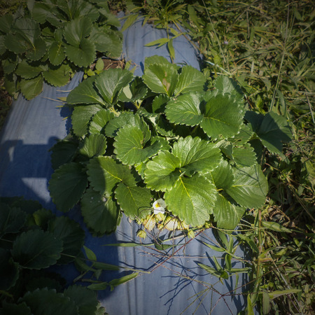 Strawberry fieldの写真素材