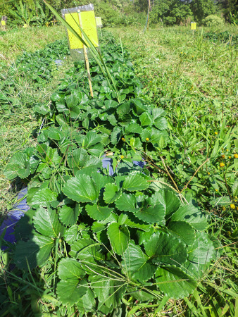 Strawberry fieldの写真素材