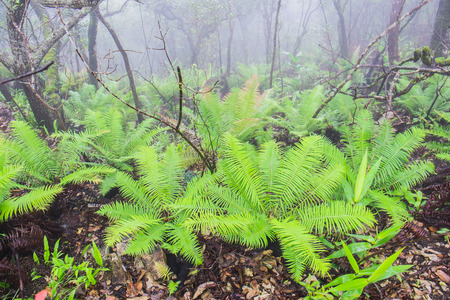 Cycad Plants in rain forestの写真素材