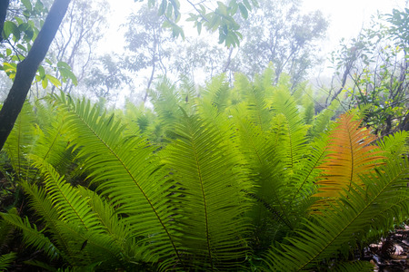 Cycad Plants in rain forest
