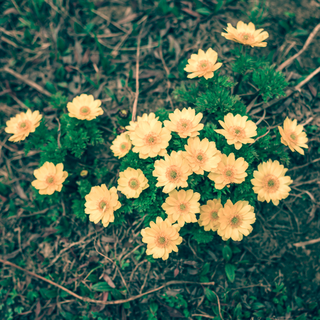 Beautiful spring colors
