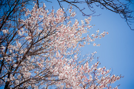 Apricot blossom in Pakistanの写真素材