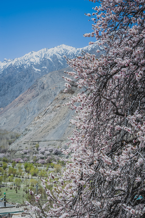 Apricot blossom in Pakistanの写真素材