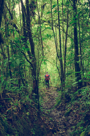 hiker walking under the rays of the morning sun in the mountain forestの写真素材