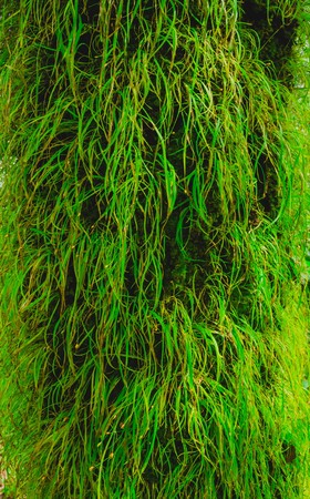 grass on bark tree