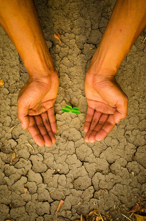 hands holding tree growing on cracked earthの写真素材