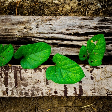 young plant growing through the wood, hope conceptの写真素材