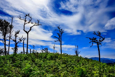 trees with blue sky and cloud