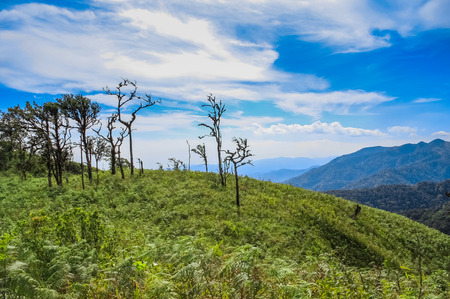 trees with blue sky and cloudの写真素材