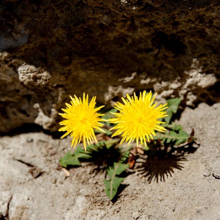 Yellow dandelion flowersの写真素材