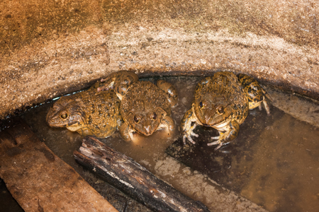 Group of frogs in the farm