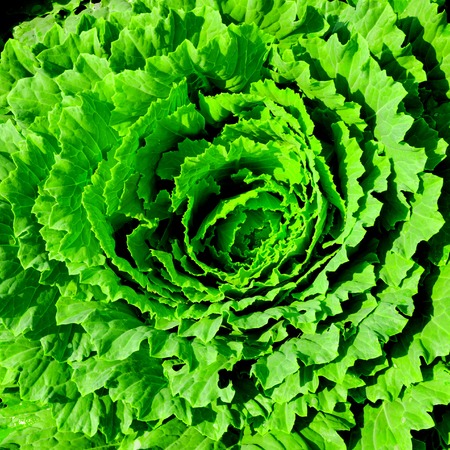 Decorative cabbage seedlings planted in a garden