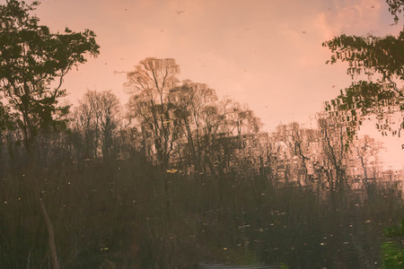 Background of trees mirrored on rippled water surfaceの写真素材
