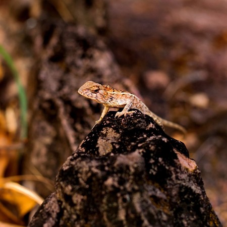 lizards,chameleon, lizards on tree,chameleon on tree