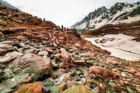 sheep on Winter Snow Mountain Landscapeの写真素材