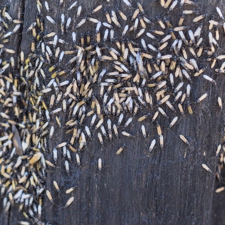 Ant nest during swarmingの写真素材