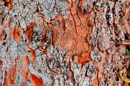 Bark Tree Textureの写真素材