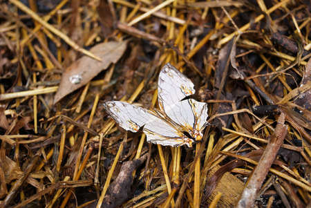 The Common Map butterfly (Cyrestis thyodamas thyodamas) on the ground.の写真素材