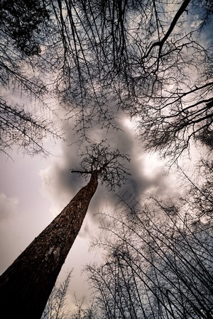 Tree looking up, Dead treeの写真素材