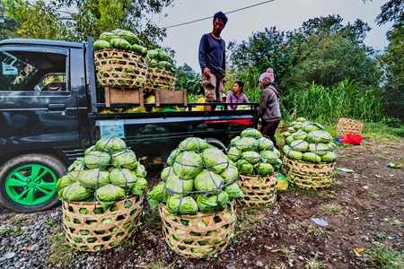 Ubud, Indonesia - AUGUST 13: An unidentified Balinese farmers poses during a morning's work near Ubud, Bali, Indonesia, on August 13, 2016のeditorial素材