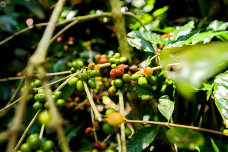 Coffee beans on tree in farm