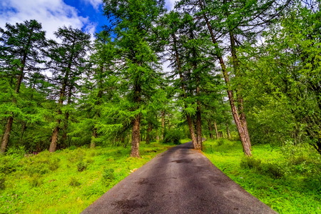 road in forestの写真素材