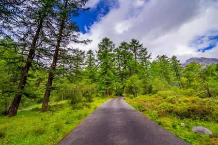 road in forestの写真素材